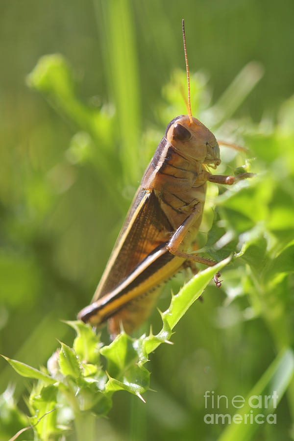 Grasshopper Photograph by Donna L Munro