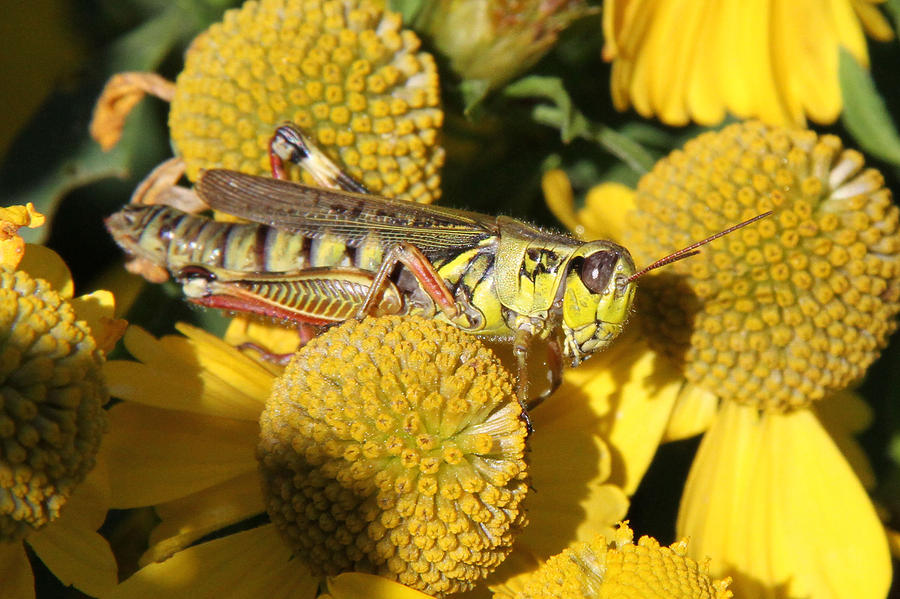 Grasshopper Photograph by Doris Potter