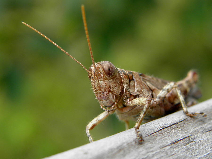 Grasshopper Photograph - Grasshopper by Griffin Harris
