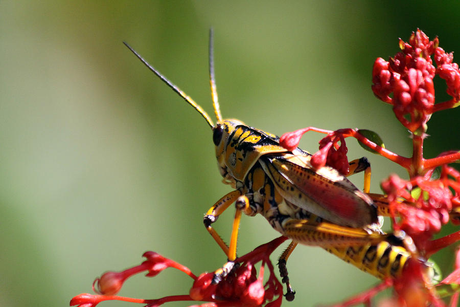 Grasshopper Photograph by Jeanne Andrews
