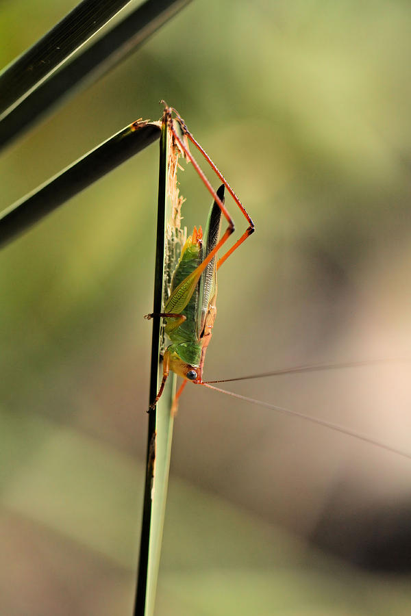 Grasshopper Photograph by Katherine White