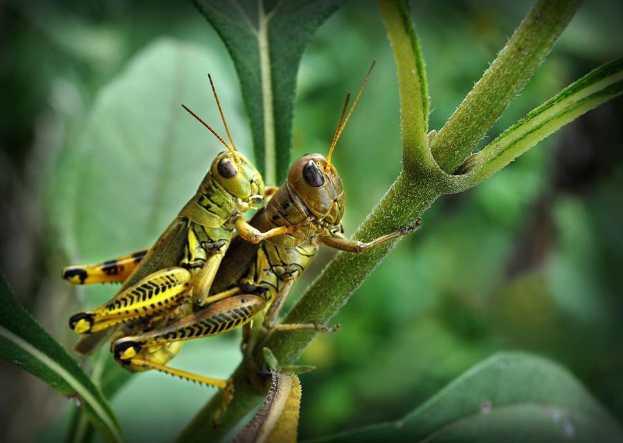 Grasshopper Love Photograph by Daniel Geu