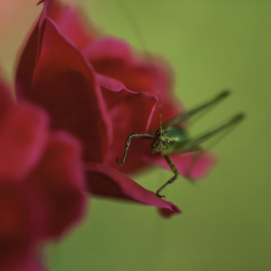 Grasshopper Love Photograph by Kate Hannon