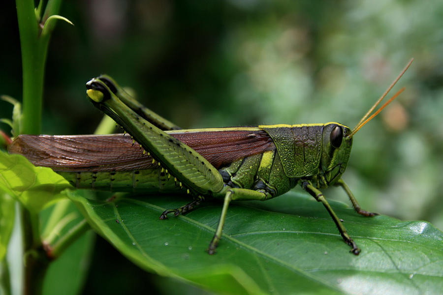 Nature Photograph - Grasshopper by Marty Fancy