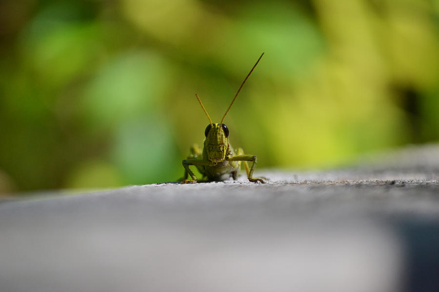 Grasshopper Photograph by Melanie Moraga