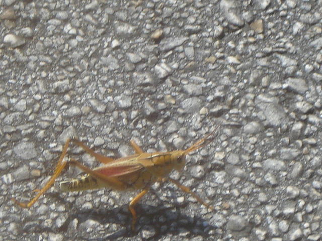 Grasshopper On The Run Photograph by Val Oconnor