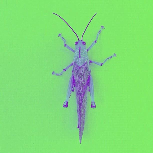 Grasshopper Photograph - Grasshopper Pop (green) by Arturo Peniche