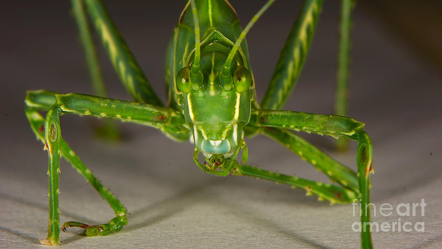 Grasshopper portrait Photograph by Mareko Marciniak