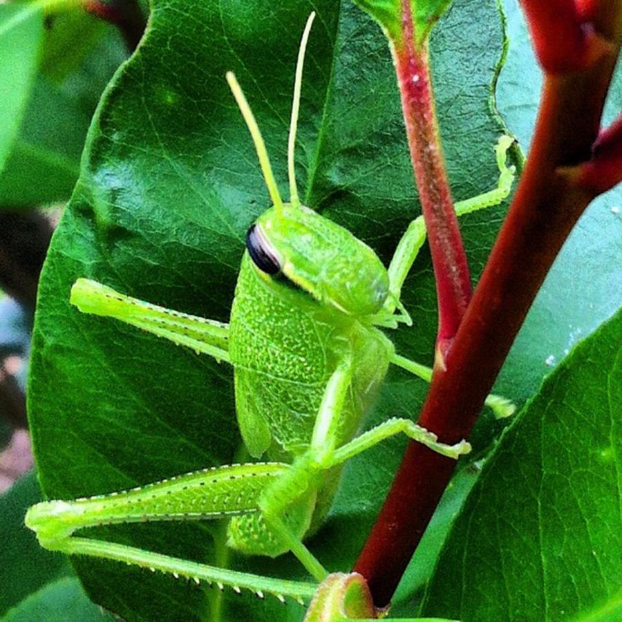 Grasshopper Posing For Me :) Photograph by Dana Coplin Grasshopper Posing For Me :) Photograph by Dana Coplin