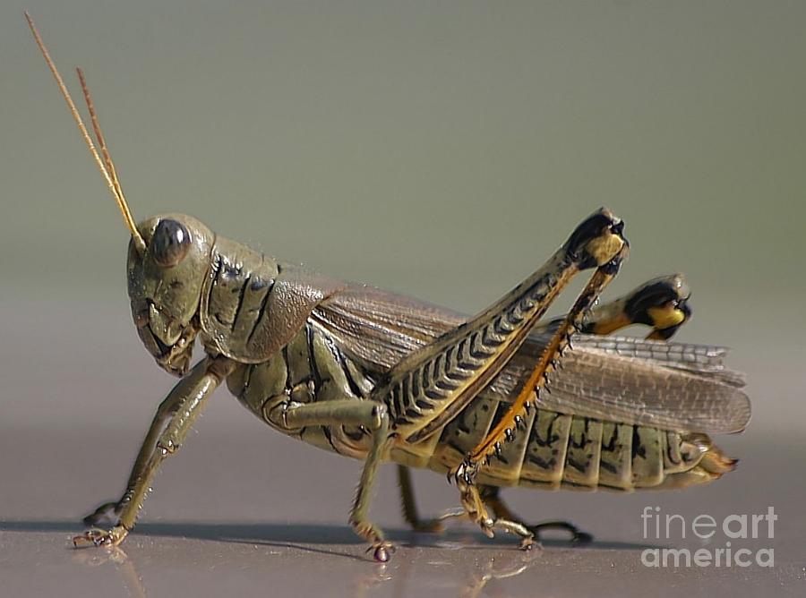Grasshopper Profile Photograph by Living Color Photography Lorraine Lynch