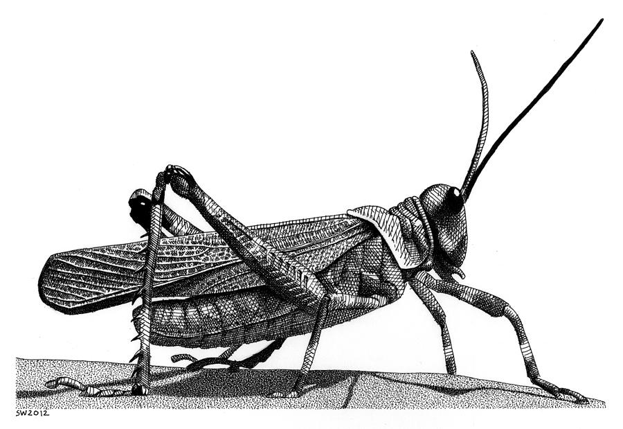 Grasshopper Drawing by Scott Woyak