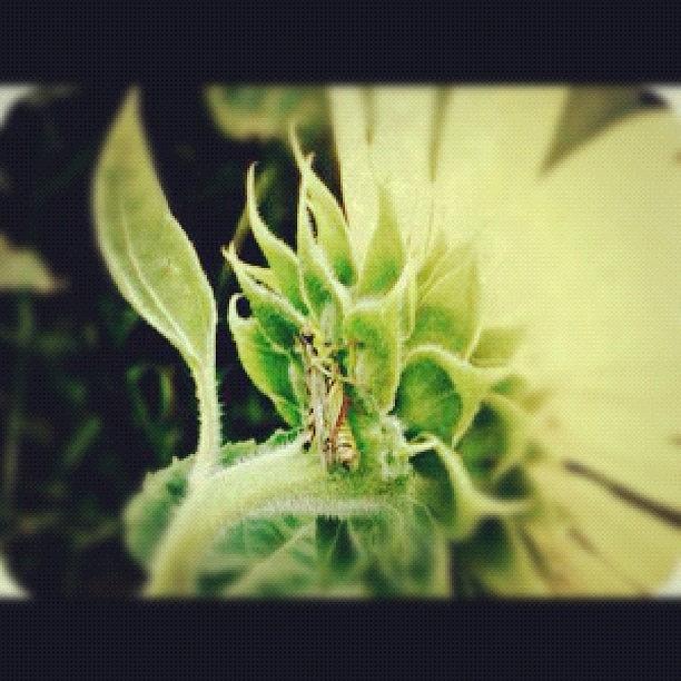 Grasshopper!!!!!!:d Photograph by Gelly Krump