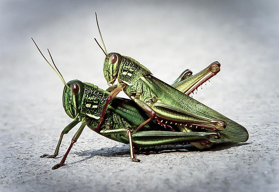 Grasshopper Photograph - Grasshoppers Love by Lesley Chen