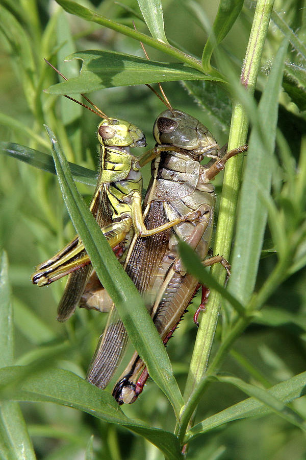 Grasshopper Photograph - Grasshoppers mating by Doris Potter