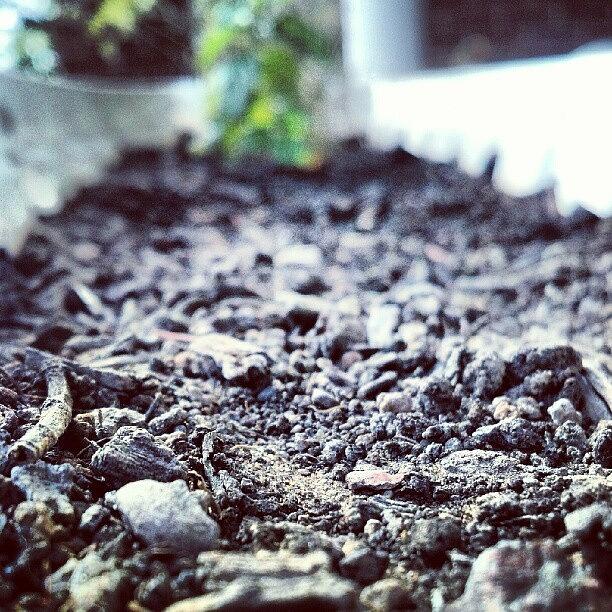 Dirt Photograph - #graval #dirt #leaves #grow #growing by Matt Guzik