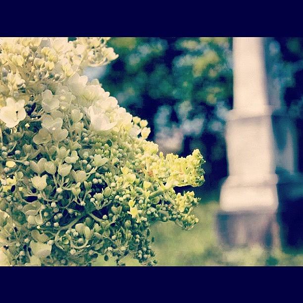 Flower Photograph - #graveyard #flowers #newyork by Morgan M