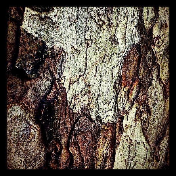 gravity Is Only The Bark Of Wisdoms Photograph by Kim Gourlay