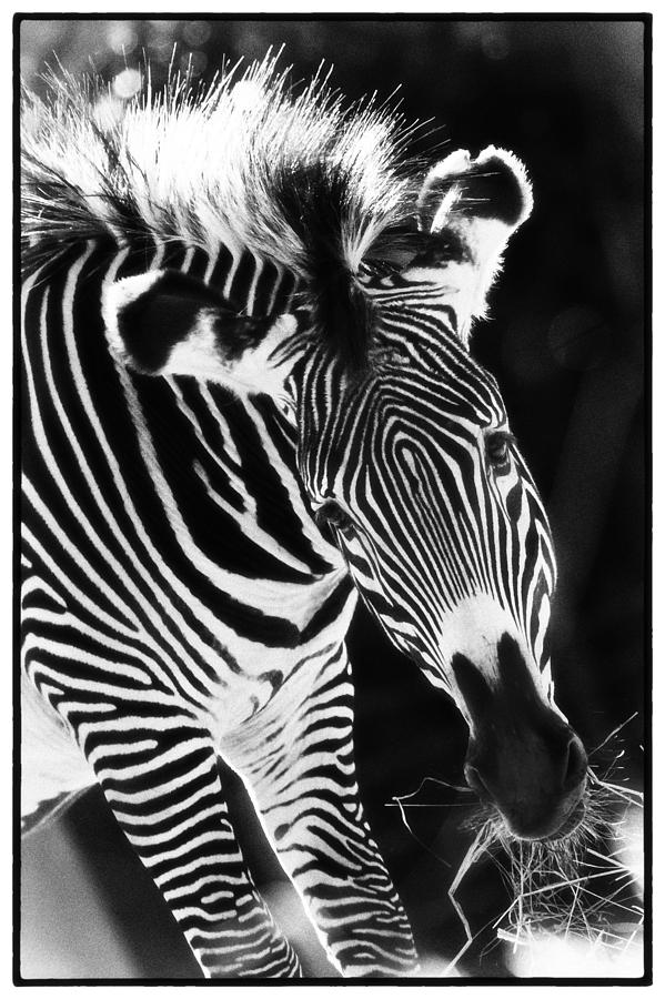 Gravy Zebra Photograph by Perla Copernik