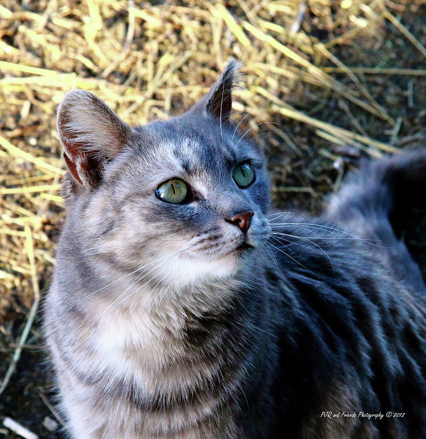 Gray Barn Cat Photograph by PJQandFriends Photography