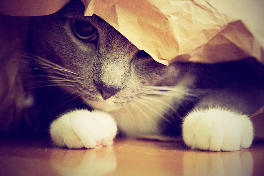 Gray Cat In Bag Photograph by Weatherbee.arloartists.com Gray Cat In Bag Photograph by Weatherbee.arloartists.com