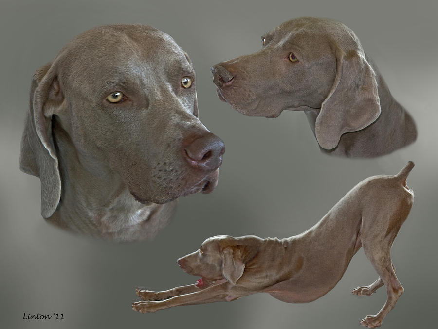 Weimaraner Photograph - Gray Ghost 2 by Larry Linton