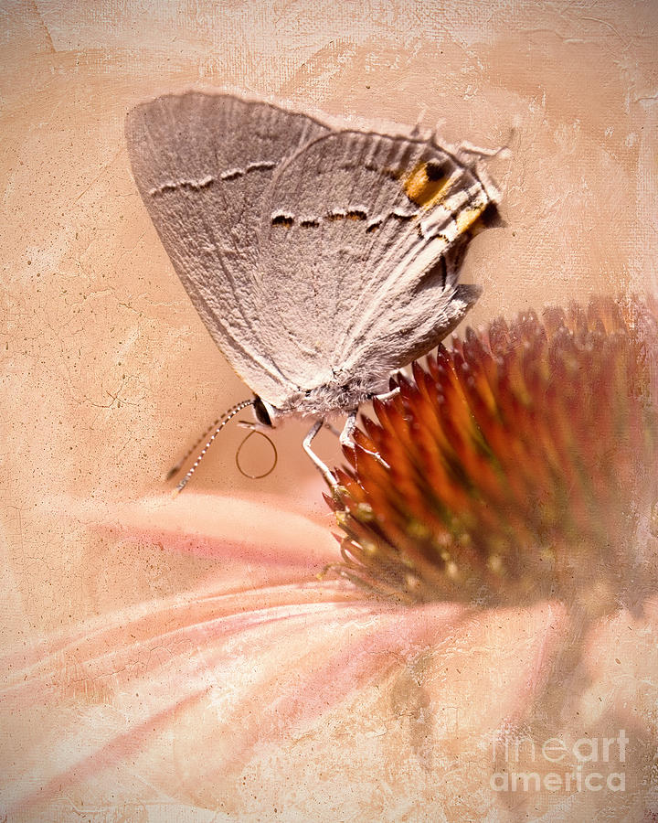 Gray Hairstreak Butterfly Photograph by Betty LaRue