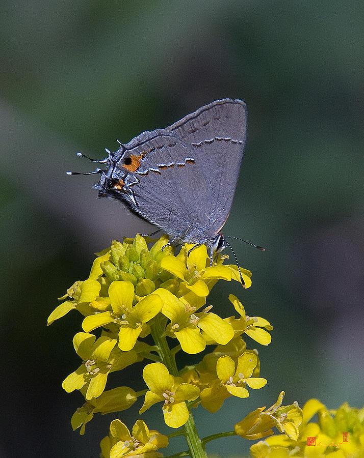 Gray Hairstreak Butterfly DIN044 Photograph by Gerry Gantt