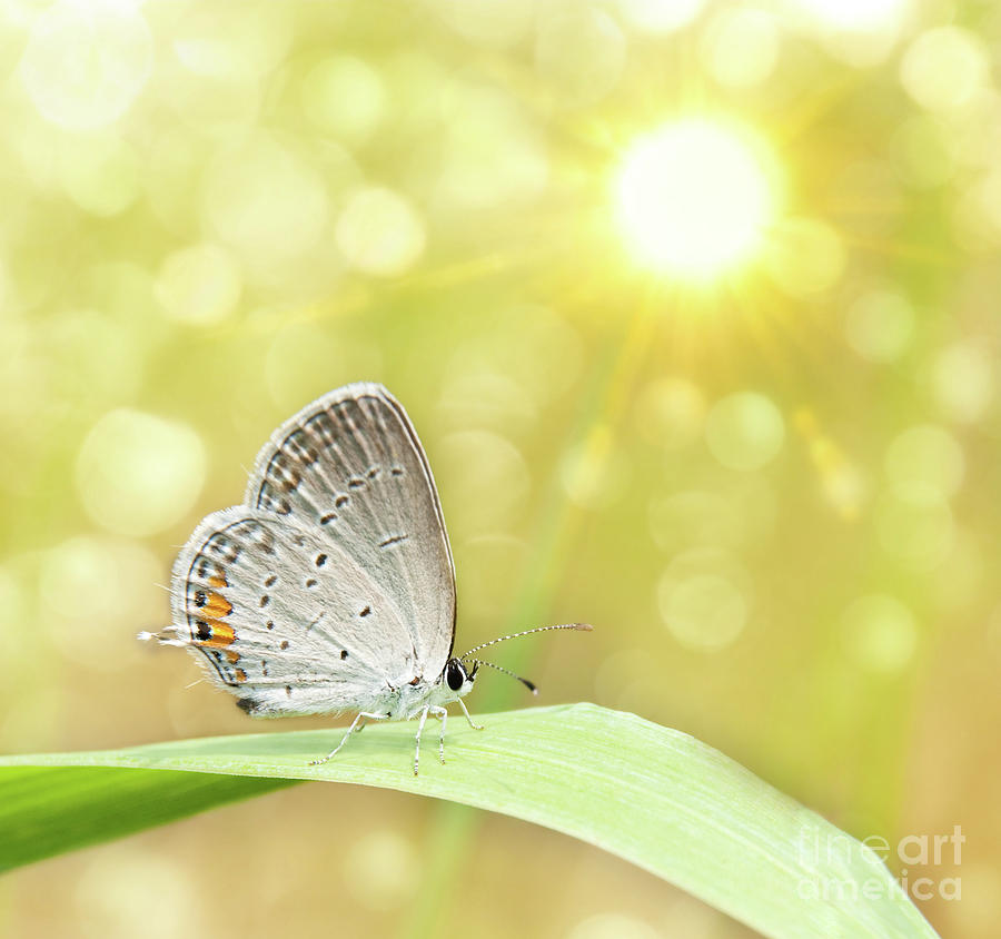 Gray Hairstreak Butterfly  Photograph by Sari ONeal