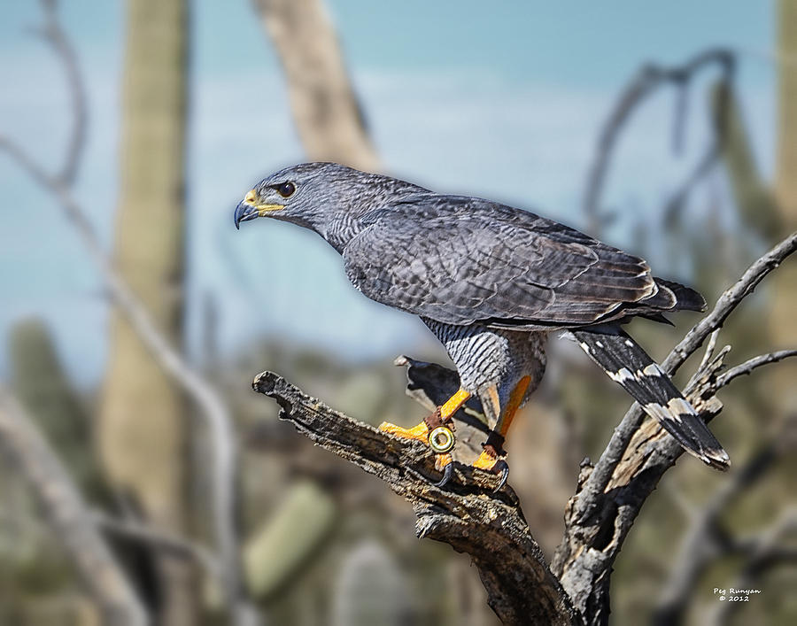 Gray Hawk Photograph by Peg Runyan