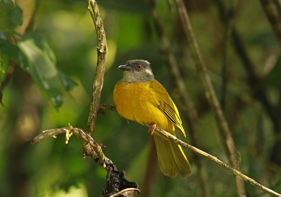 Gray Headed Tanager Photograph by Gord Patterson | Pixels