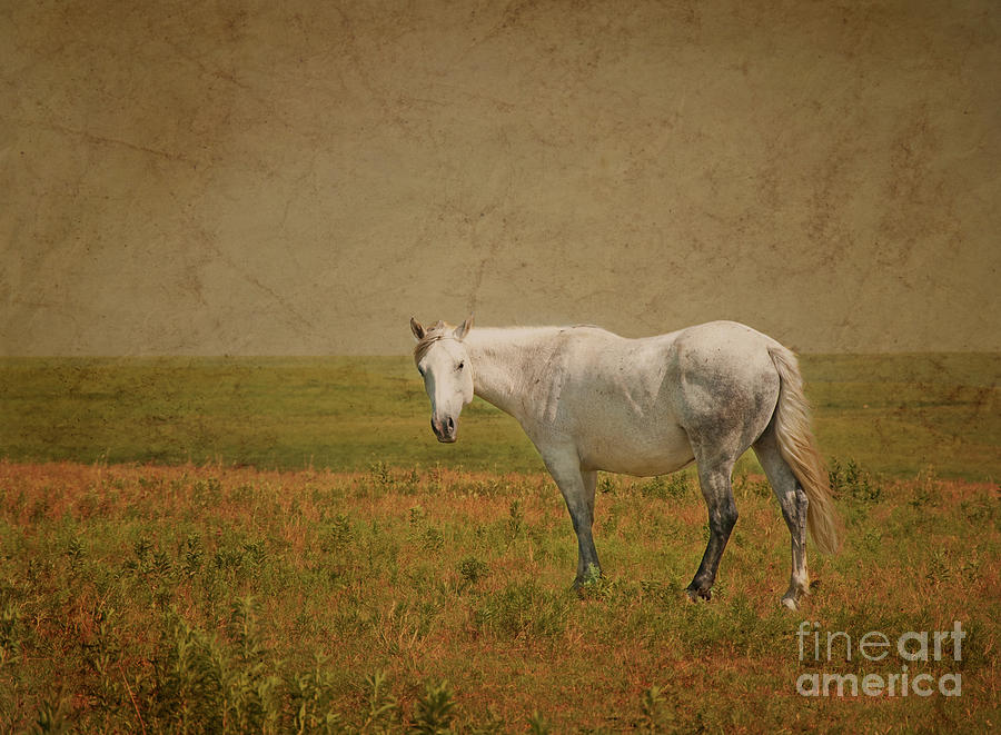 Gray horse on prairie pasture Photograph by Sari ONeal