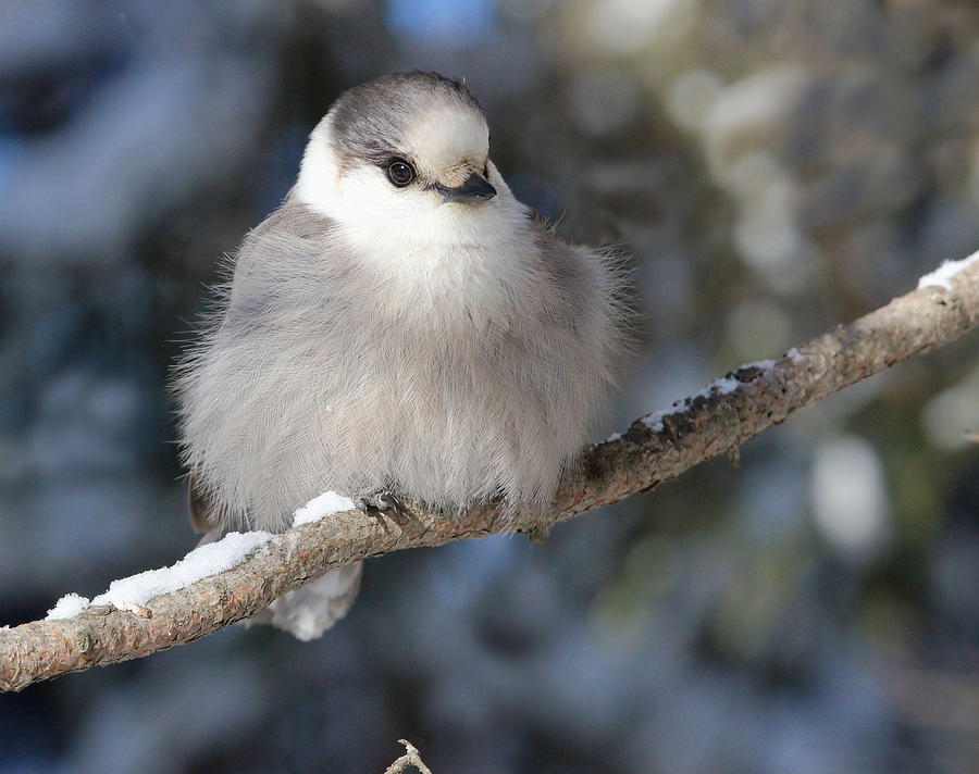 The mysterious beauty of the Canadian Gray Jay with its predominantly ...