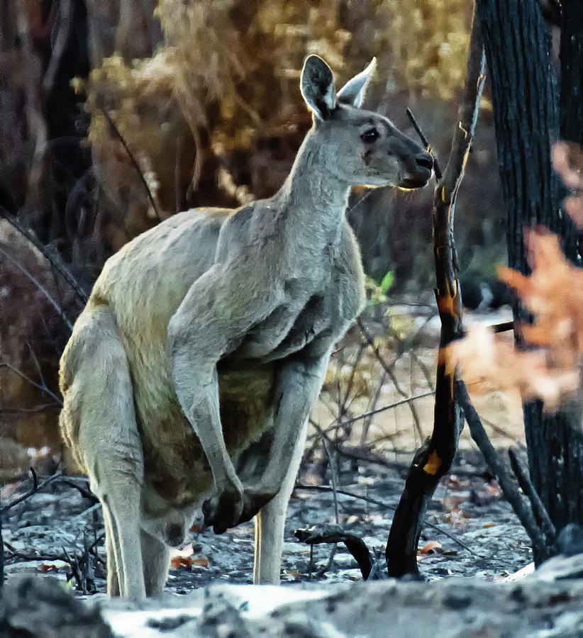 Gray Kangaroo Photograph by Harry Strharsky