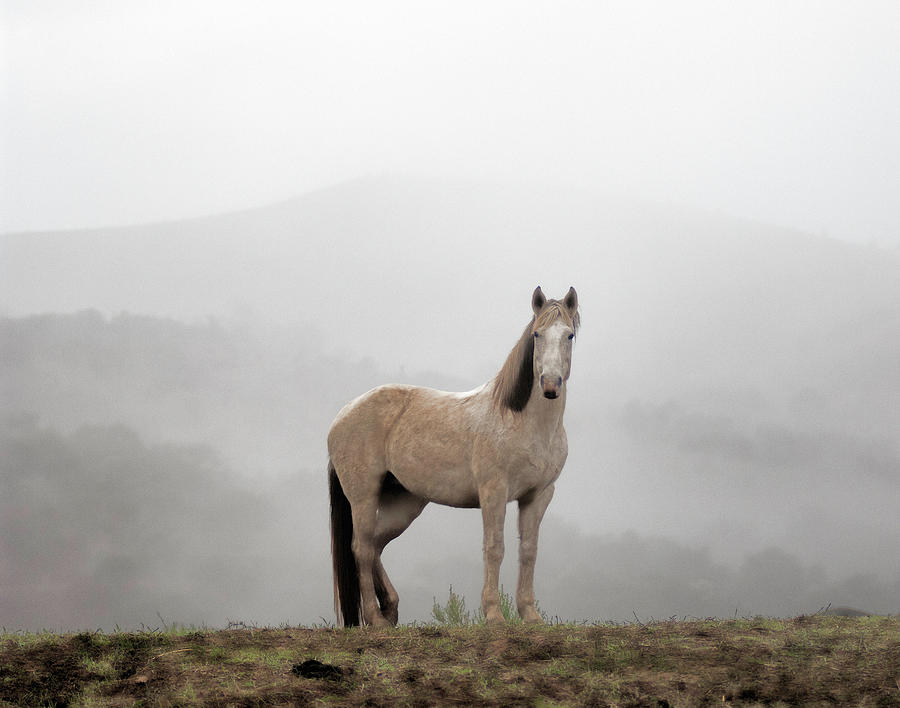 Horse Photograph - Gray Mare by Roy Bozarth
