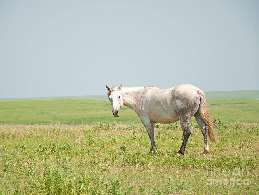Gray on Prairie Photograph by Sari ONeal