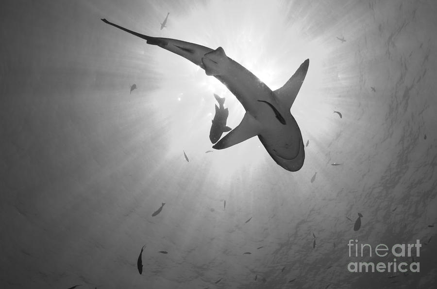 Gray Reef Shark, Kimbe Bay, Papua New Photograph by Steve Jones