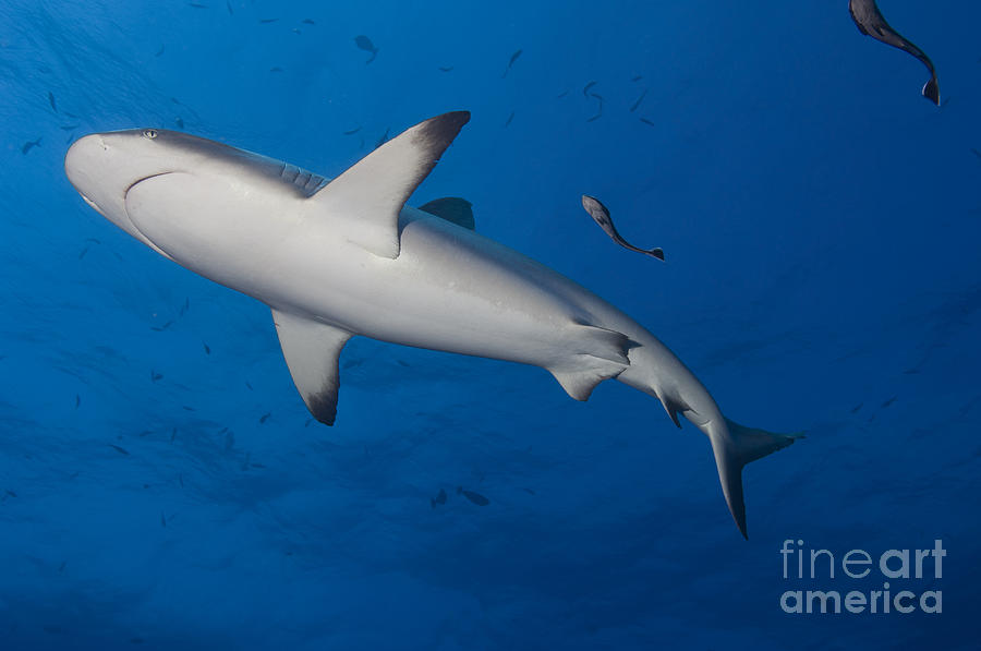 Fish Photograph - Gray Reef Shark With Remora, Papua New by Steve Jones