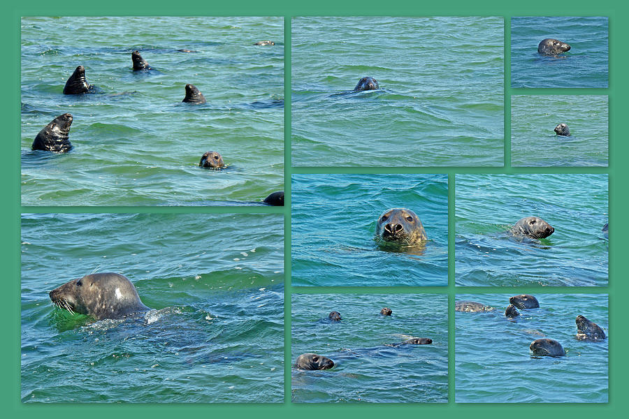 Wildlife Photograph - Gray Seals at Chatham - Cape Cod by Carol Senske