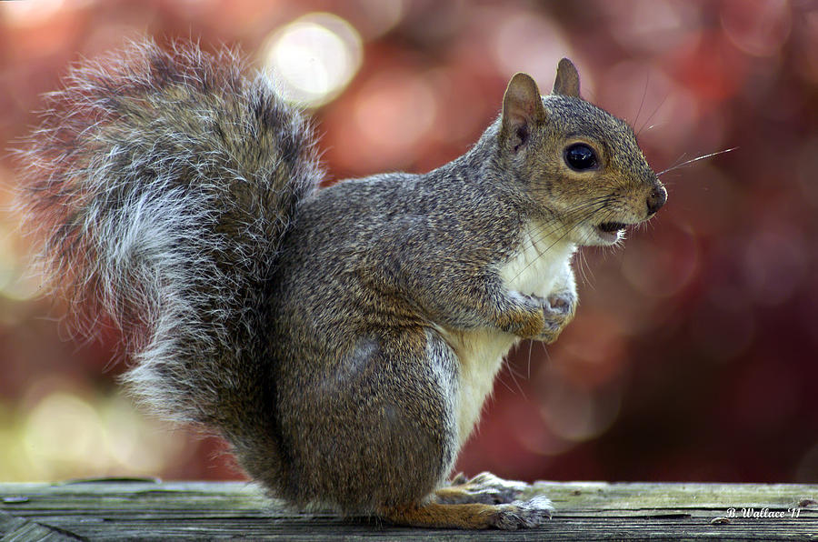 Gray Squirrel Photograph by Brian Wallace