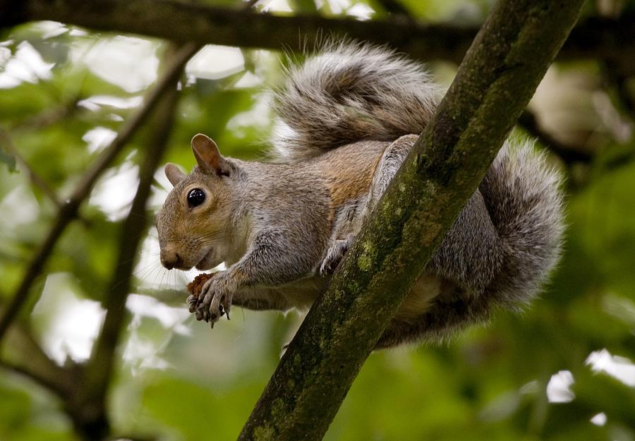 Gray Squirrel On A Tree Branch Photograph by John Short | Fine Art America