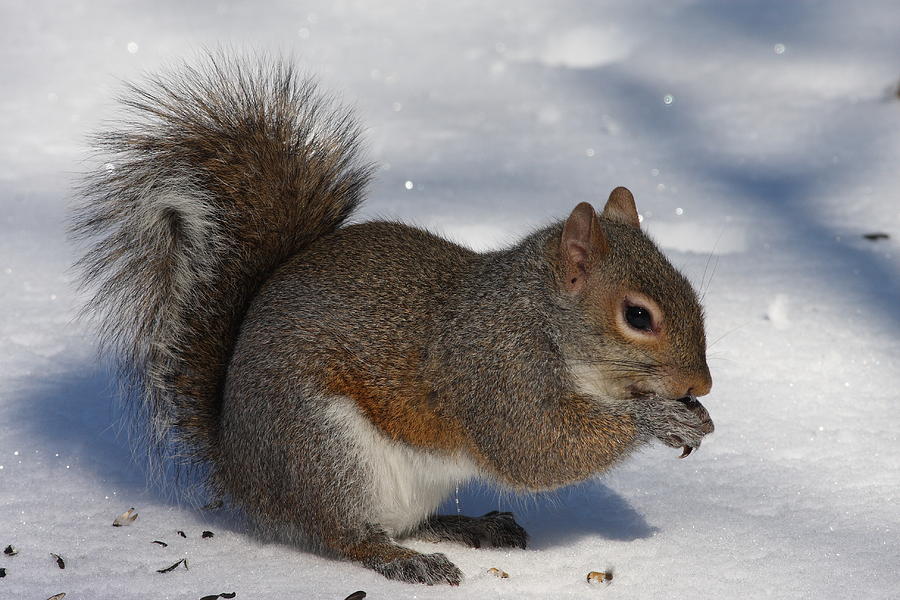 Gray Squirrel On Snow Photograph By Daniel Reed   Fine Art America