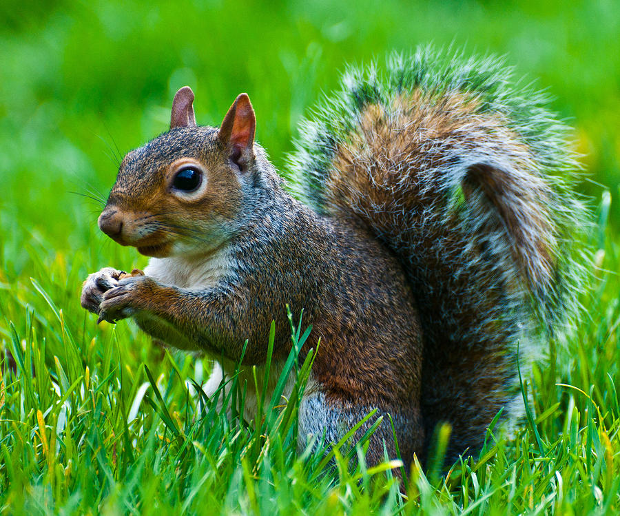 Gray Squirrel On The Grass Photograph by Inan Aksoy