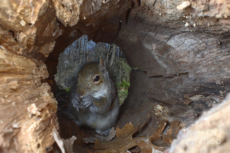 Gray Squirrel Photograph by Ted Kinsman