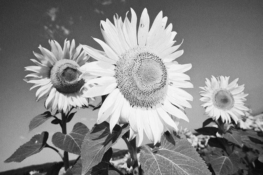 Gray sunflowers Photograph by Toni Vilches - Fine Art America