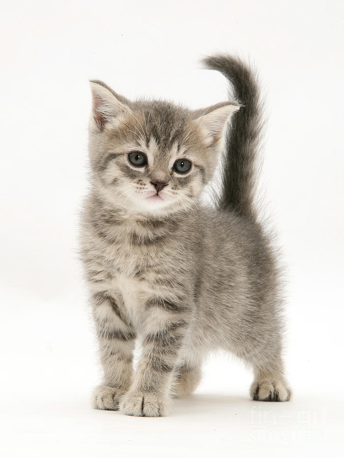 gray tabby cat with white paws