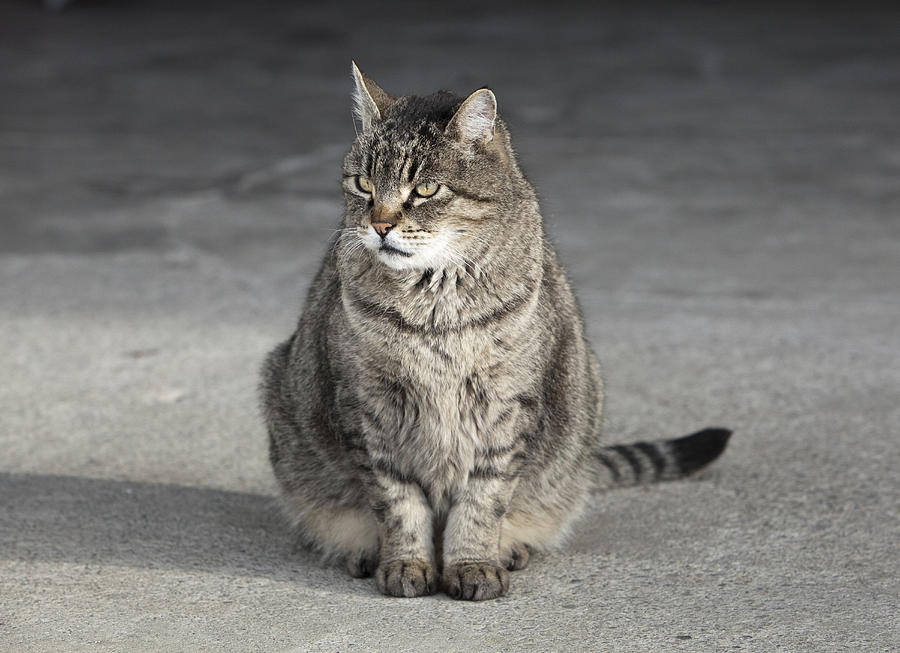 Gray Tabby Cat Sitting On Concrete Floor Photograph by Diane Miller