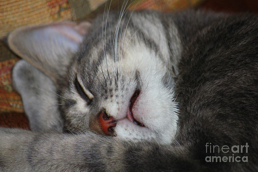 Gray Tabby Face Closeup Photograph by Donna L Munro