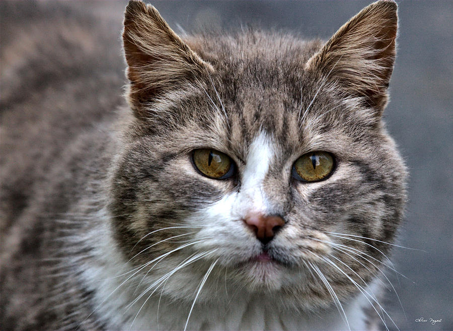 Gray Tabby Tux Cat Photograph by Chriss Pagani