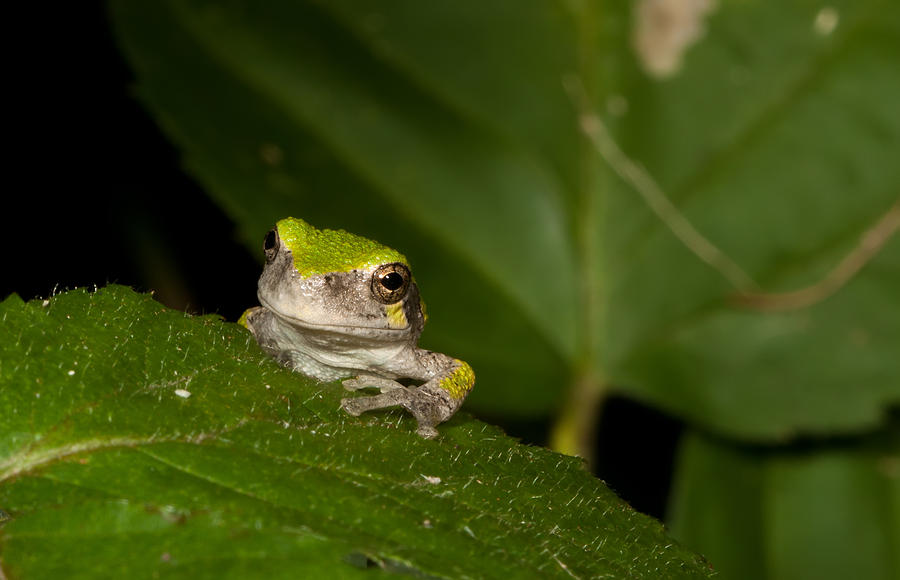 Gray Tree Frog - Hyla versicolor Photograph by Brian Lee | Fine Art America