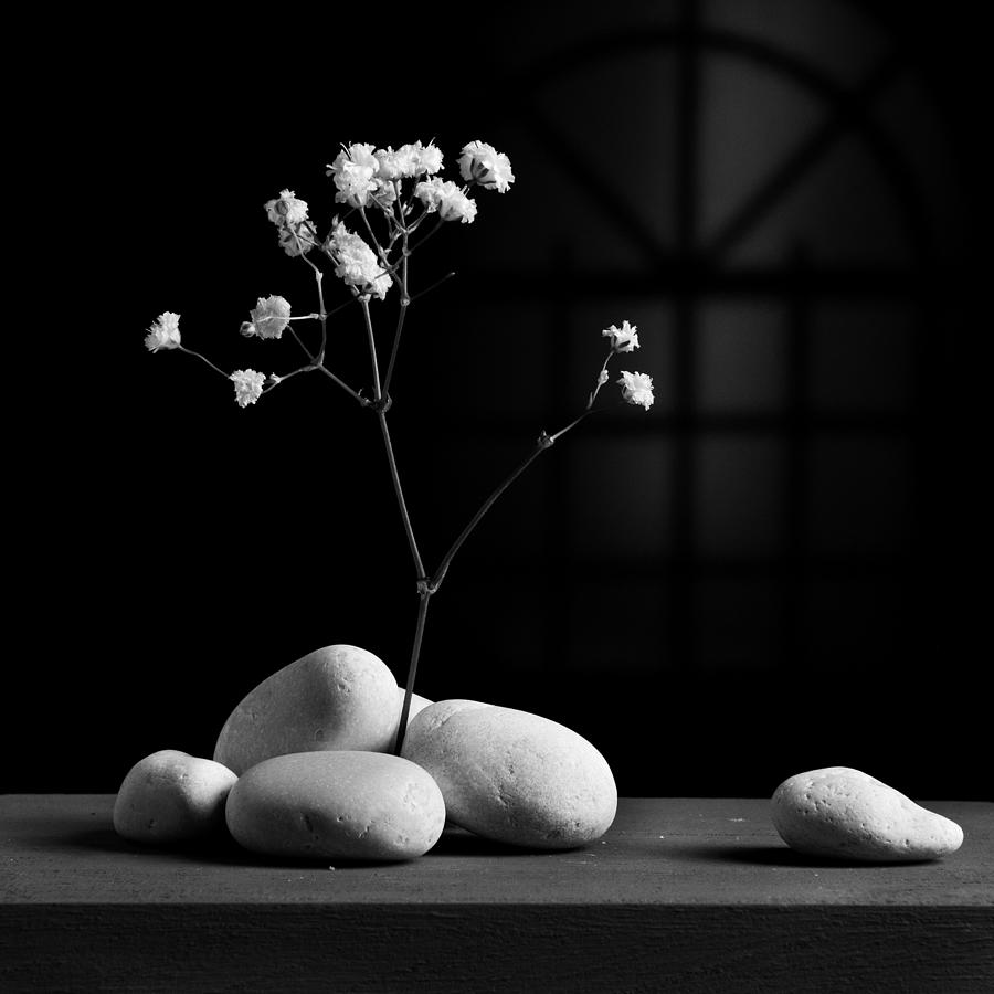 Flower Photograph - Gray Variation - Rocks by Ovidiu Bastea Flower Photograph - Gray Variation - Rocks by Ovidiu Bastea